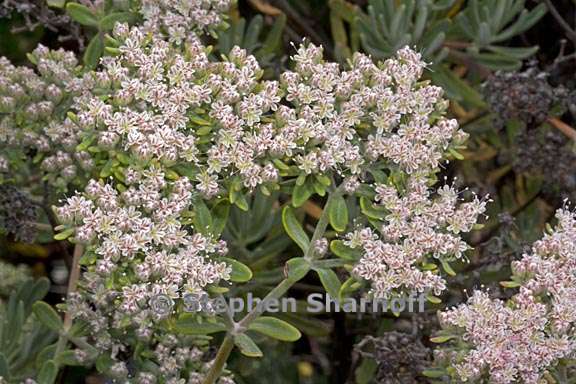 eriogonum arborescens 4 graphic